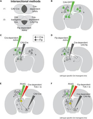 Canine Adenovirus 2: A Natural Choice for Brain Circuit Dissection